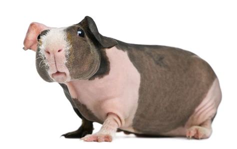 Hairless Guinea Pigs Are A New Pet Craze Petsonboard Pets On Board