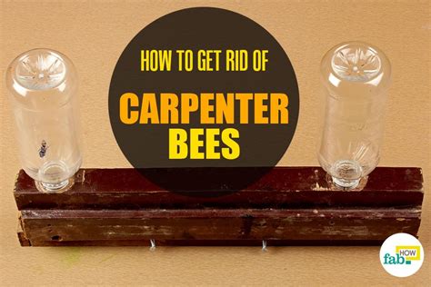 How To Get Rid Of Carpenter Bees Naturally Fab How
