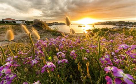 Sunset Flowers Bay Coast Reflection Wallpapers Hd Desktop And