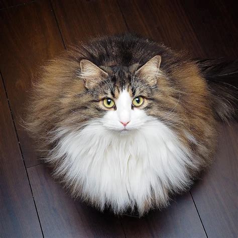Emergency Kittens On Twitter Look At This Beautiful Ball Of Floof 📸