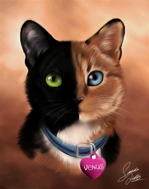 Top 25 Ideas About Venus The Chimera Cat On Pinterest The Two Pets