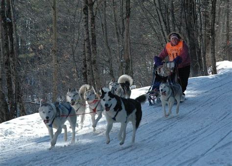 A Photo Of Dogs Pulling A Sled Dogs Animals Sled