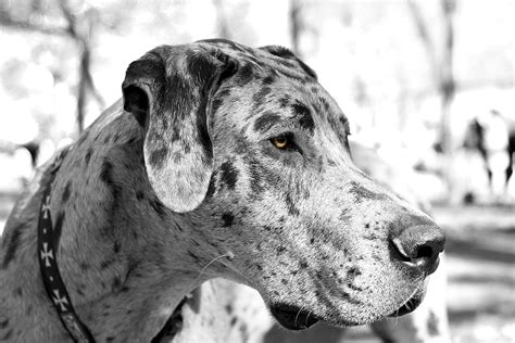 Takamoto insisted that making scooby big and clumsy would give the dog more comic potential. My Great Dane Scooby-Doo! | Great dane rescue, Great dane ...