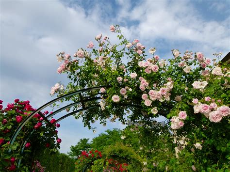 Maybe you would like to learn more about one of these? Free Images : nature, branch, blossom, sky, flower, summer ...