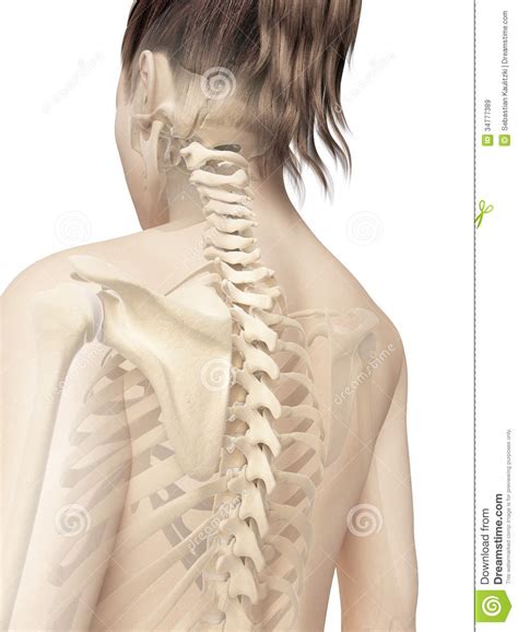 In adults, sacral and coccygeal vertebrae fuse. The Female Skeleton Royalty Free Stock Images - Image: 34777389