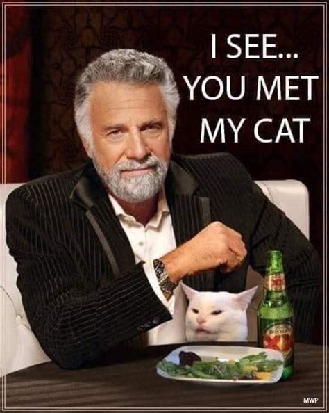 Funny Grumpy Cat Memes Cat Jokes Funny Animal Memes Funny Animals