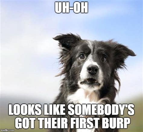 Image Tagged In Surprised Border Colliefirst Burpborder Colliedogs