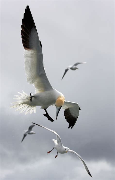 Marine Animals And Sea Bird Photography Ephotozine