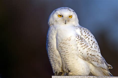 45 Snowy Owl Wallpaper And Screensavers Wallpapersafari