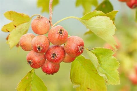 Hawthorn Fruits Stock Photo Image Of Delicious Edibles 98177232