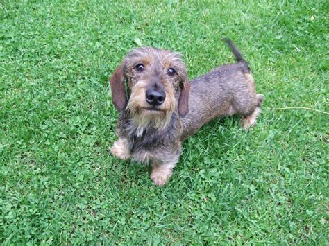 Dachshund puppies have long sausage shaped bodies, which has given rise to the nickname, sausage dog everything you want to know about dachshund including grooming, training. Mini Wire-Haired Dachshund Dog | Mansfield, Nottinghamshire | Pets4Homes