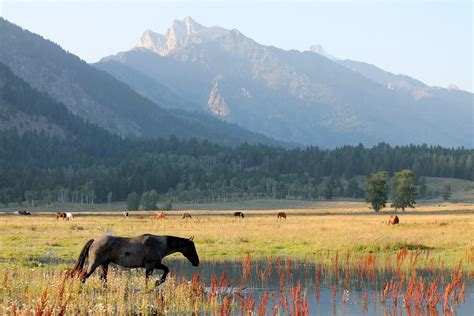 Mitcheci Photos Wyoming Wild Horses