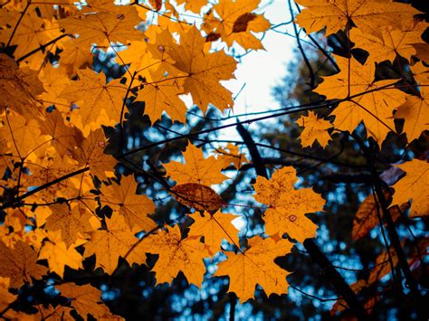 Desktop Wallpaper Maple Leaves Yellow Tree Branch Autumn Hd Image