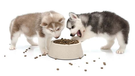 It might be a bit expensive, but it is certainly worth it. 5 Best Dog Food for Huskies: What to Feed Huskies for Top ...