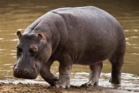Reproducción Y Vida Del Hipopótamo
