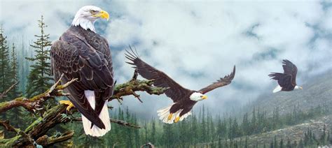 Guardians Of The Sky The Bald And Golden Eagle Protection Acts Role
