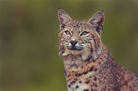 Lynx Wild Cat Portrait Wallpapers Hd Desktop And Mobile Backgrounds