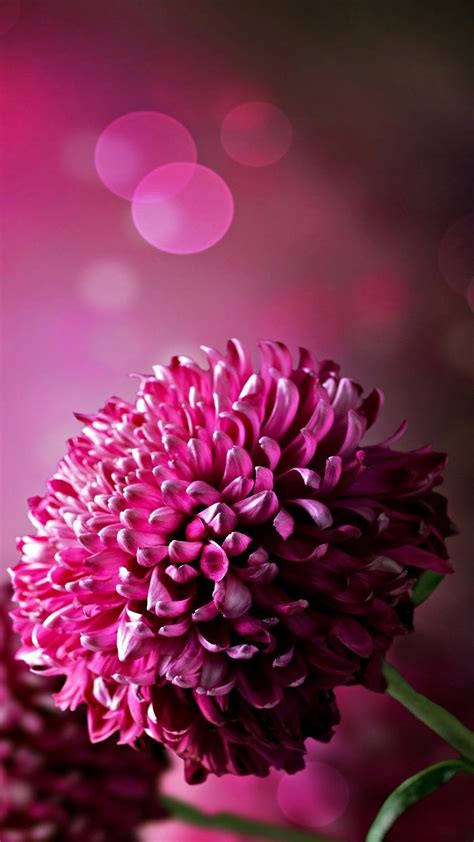 Cute Flower Wallpapers For Mobile Phones