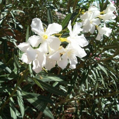 C 1920s pink oleander tree in bloom florida white border vintage postcard. White Oleander