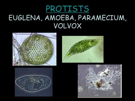 Make sure you go through each section you are now aware of the cell constituents and their functions. PPT - PROTISTS EUGLENA, AMOEBA, PARAMECIUM, VOLVOX ...