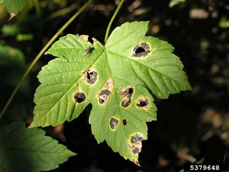 Diseases Leaf Scorch On Maple Acer Species Trees A Number Of
