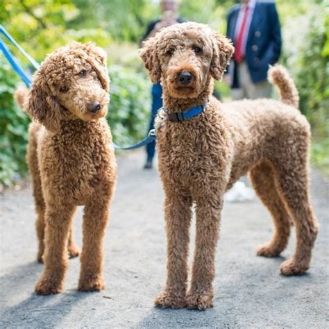 Standart and standard are synonymous, and they have mutual synonyms. Discussion Standard poodle owners who keep their dog in ...