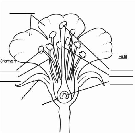 Flower Structure And Reproduction Worksheet