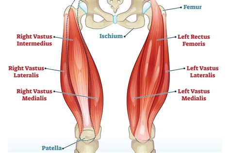 Leg Hip Muscles Diagram Quadriceps Femoris Muscle Anatomy Britannica