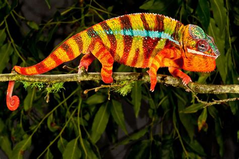 Chameleon Color Changes