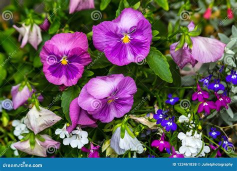 Beautiful Violet Pansies In The Home Garden Stock Photo Image Of