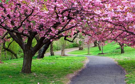 Pathway Surrounded By Green Grasses And Cherry Blossom Trees Hd