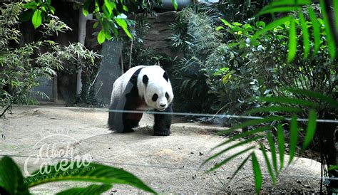 20, 2018 shows a new born giant panda at zoo negara near kuala lumpur, malaysia. Giant Panda Zoo Negara Sambut Birthday Ke-9 - Blog Abah Careno