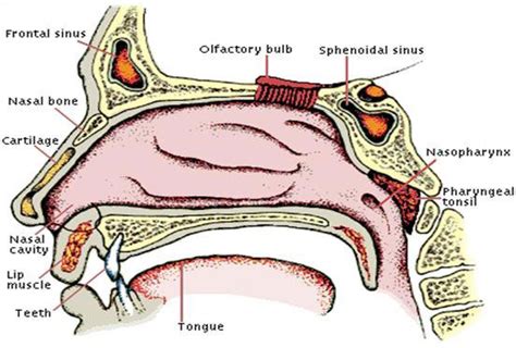 Anatomy Of The Nose Nasal Bones Cartilage And More
