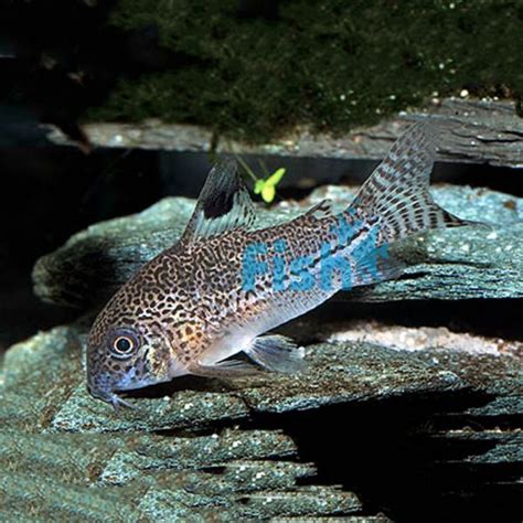 Corydoras Julii Leopard Cory 3cm Delivered To Your Door In Australia