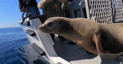 Sea Lion Rescued From San Diego Freeway Is Returned To The Pacific Ocean