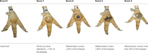 Scoring System For The Footpad Dermatitis Based On Alterations On The