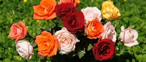 Hasil Gambar Untuk Bunga Mawar Tercantik Flowers Rose Rose Flower