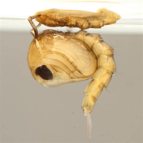 Mosquito Pupa Bugguidenet