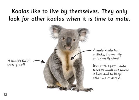 First Facts Koalas Blake Education 9781925425901 Educational