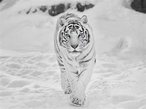 A Siberian Snow Tiger Rpics