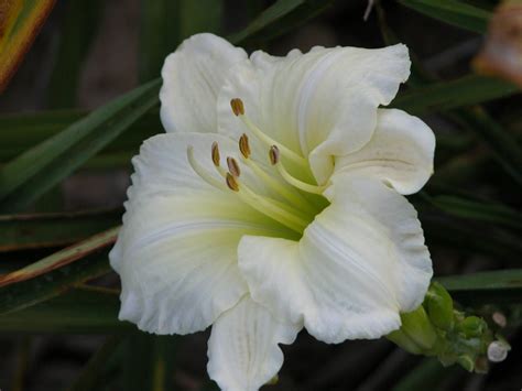 A White Flower With Green Leaves In The Background