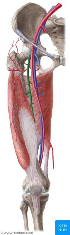 Deep Femoral Artery Anatomie Geburtshilfe Medizin