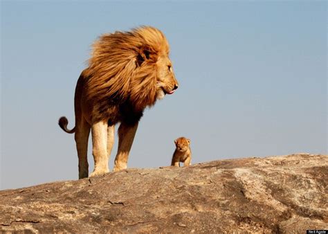 Estos Son Simba Y Mufasa De El Rey León En La Vida Real Fotos