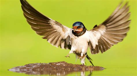 Swallow Hirundo Rustica British Birds Woodland Trust