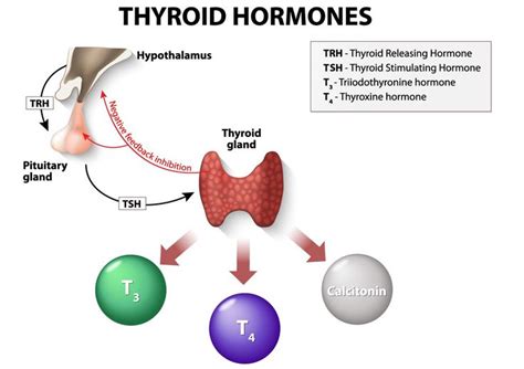 T3 And T4 Whats The Difference Thyroid Hormone Thyroid Thyroid