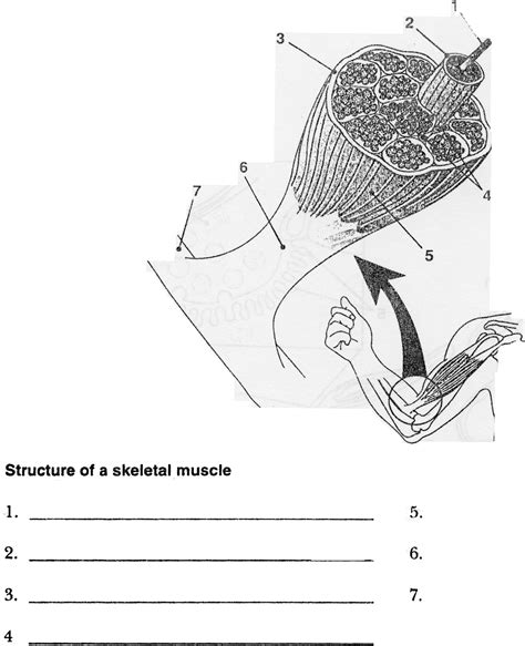 Triangles of neck made easy youtube. Simple Human Muscles Diagram - Human Arm Muscle Diagram Of ...