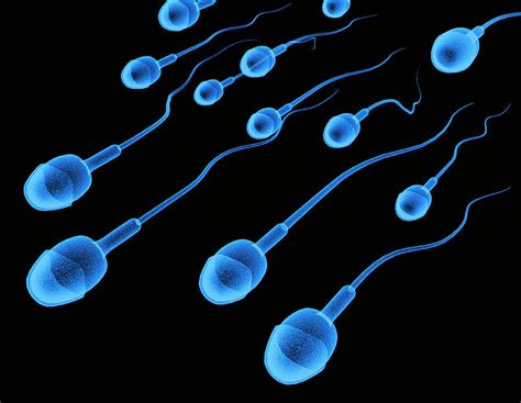 artwork of sperm photograph by alfred pasieka science photo library fine art america