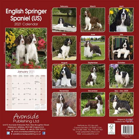 English Springer Spaniel Calendar 2025
