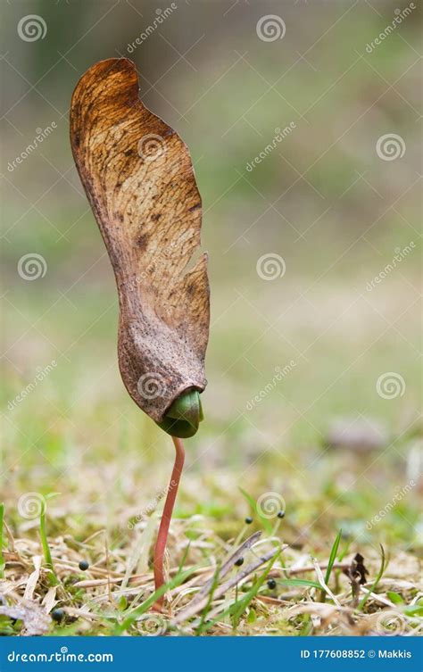 Maple Tree Seedling Emerging From Ground Stock Photo Image Of