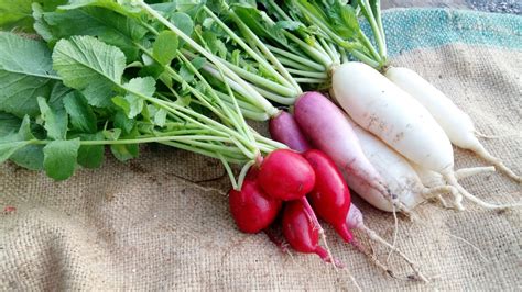How To Plant Radishes Complete Growing Guides